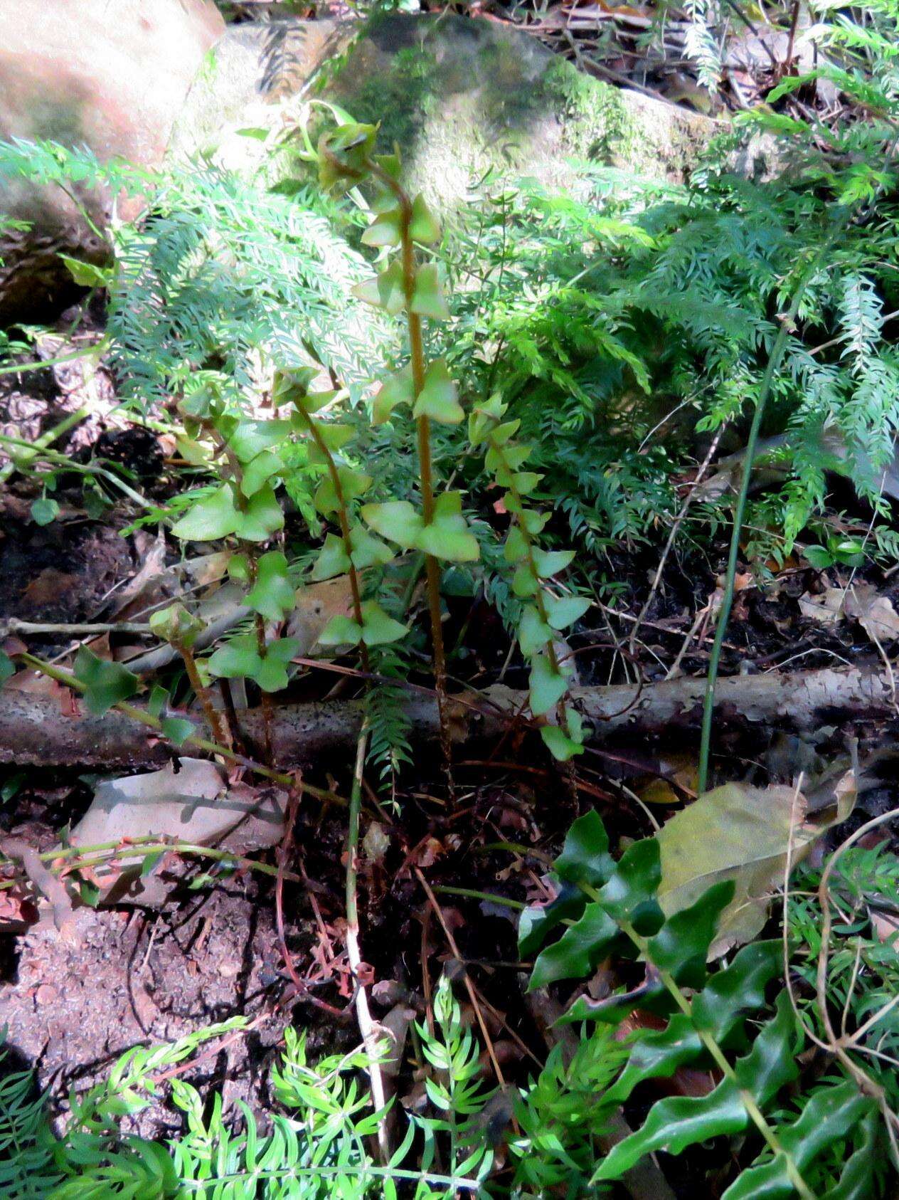 Image of Blechnum australe subsp. australe