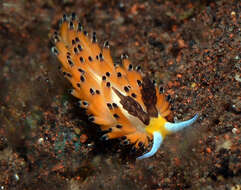 Image of Blacktip orange cerrata slug