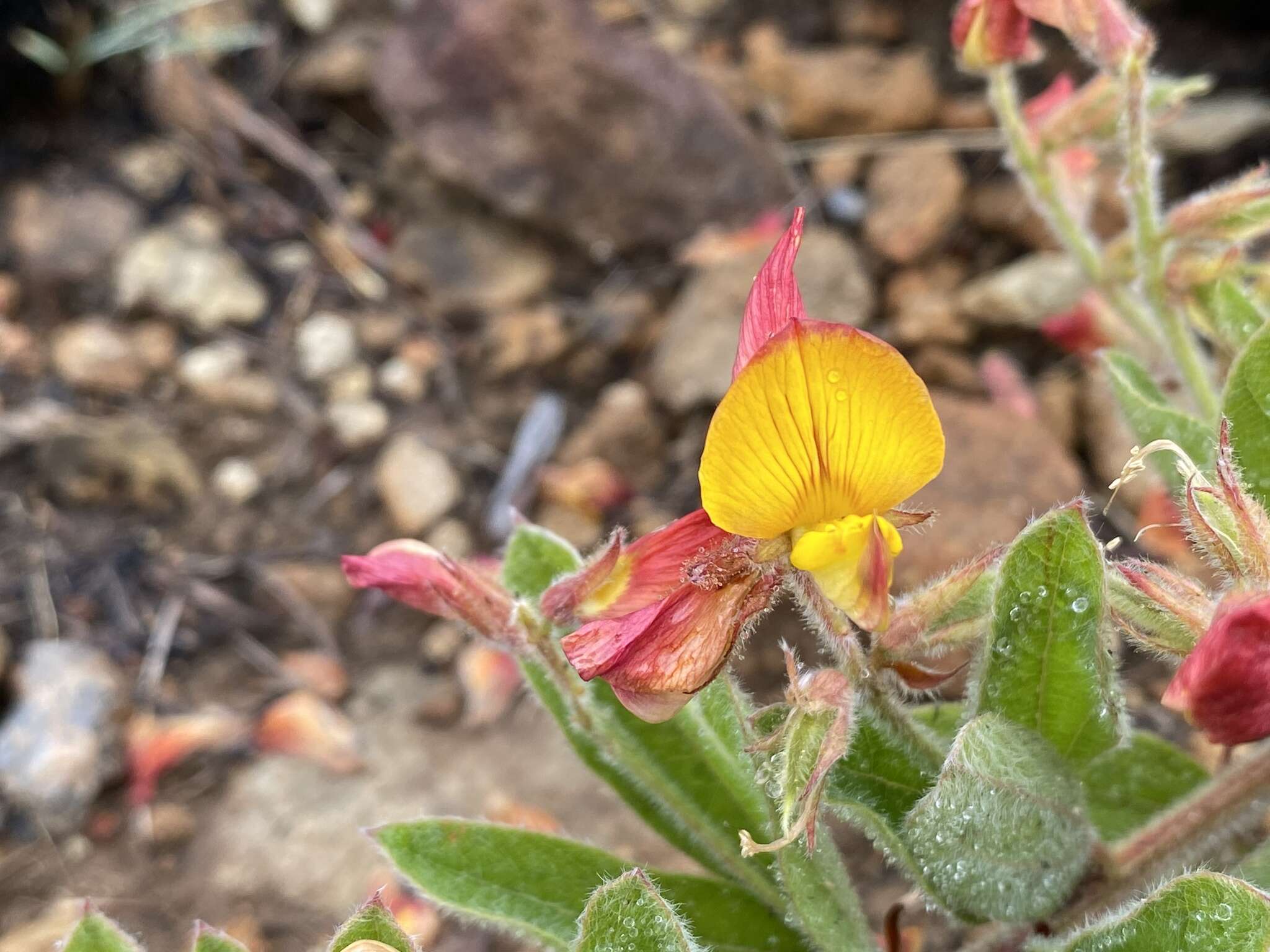 Image of Rhynchosia angulosa Schinz