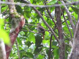 Image of Rufous-rumped Foliage-gleaner