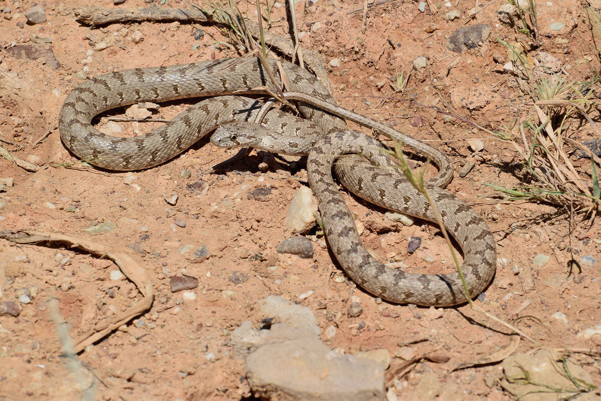 Image of Spotted Wipe Snake