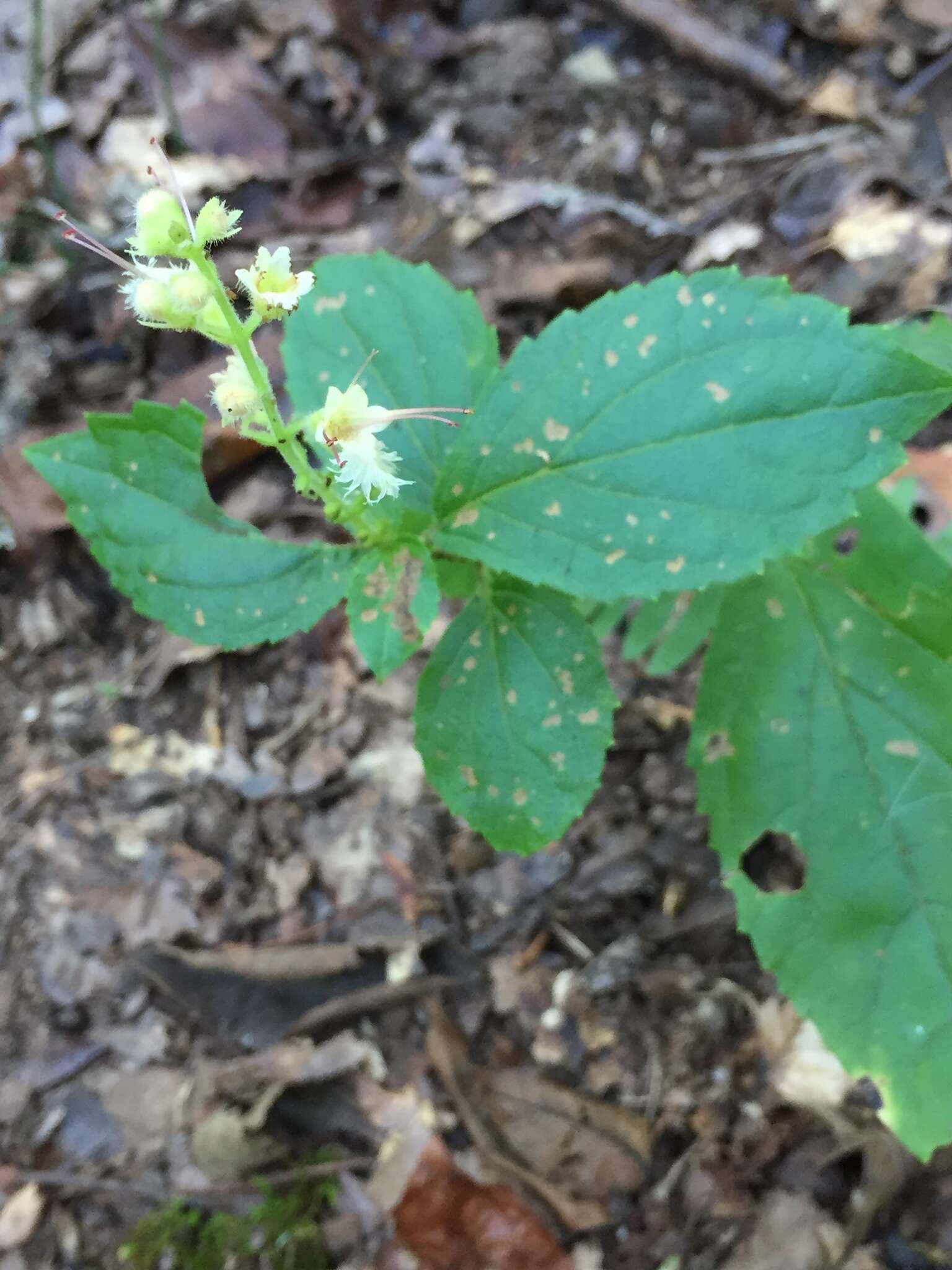 Image of Collinsonia anisata Sims