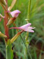 Image of Disa patula var. transvaalensis Summerh.