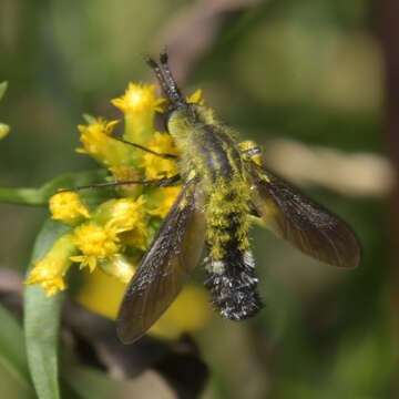 Image of Lepidophora lutea Painter 1962