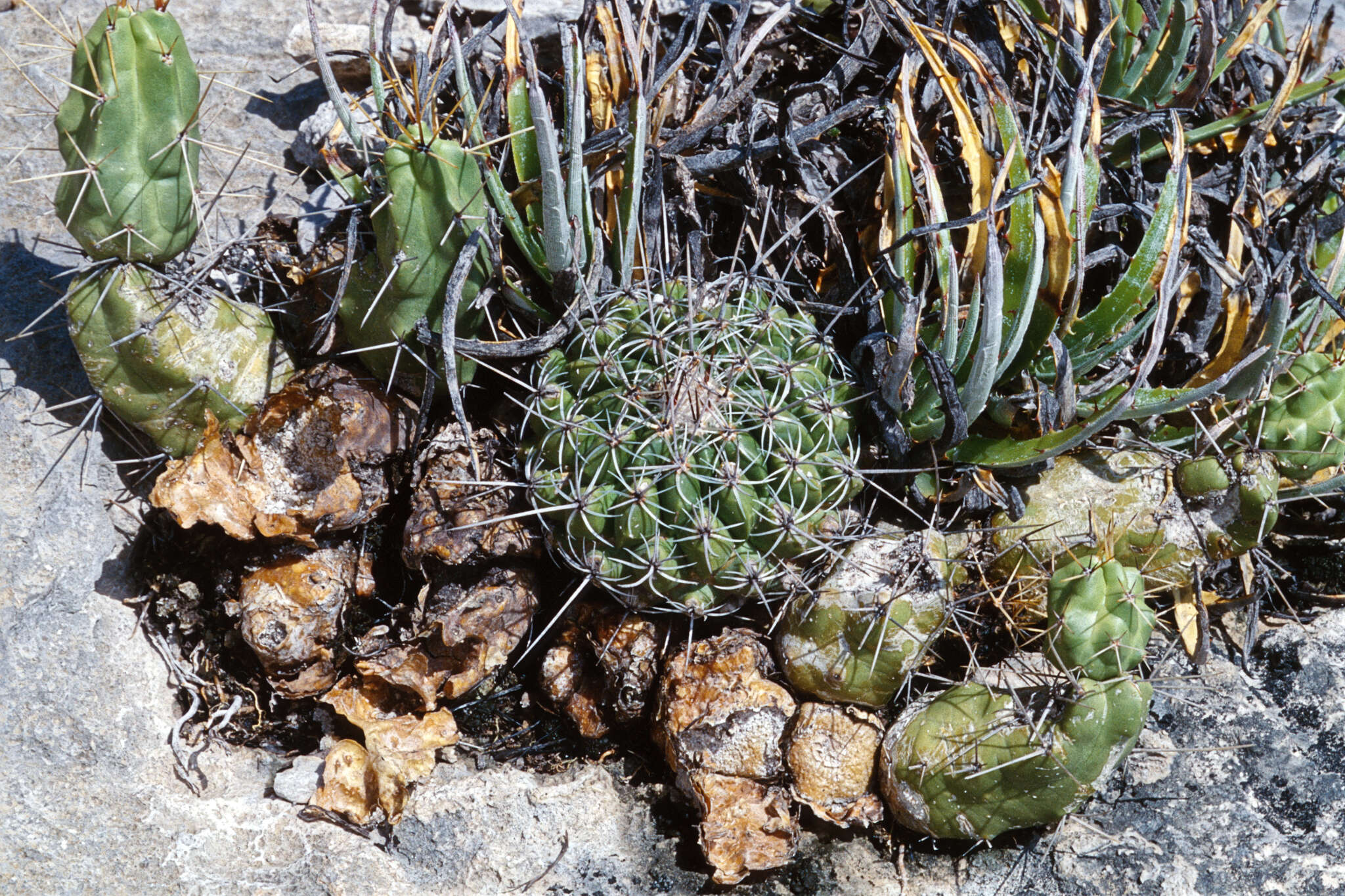 Image of Thelocactus conothelos subsp. conothelos