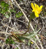 Image of Senecio alooides DC.