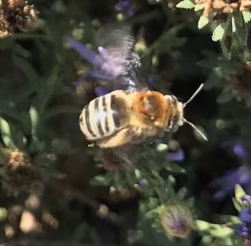 Image of Tepanec Long-horned Bee