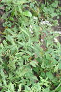 Слика од Symphyotrichum prenanthoides (Muhl. ex Willd.) G. L. Nesom