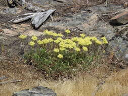 Image of Piper's golden buckwheat