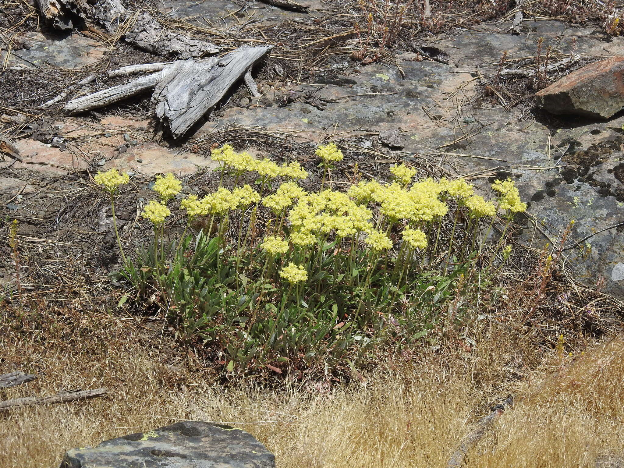 Image of Piper's golden buckwheat