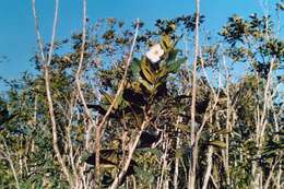 Image of Tabebuia cassinoides (Lam.) DC.