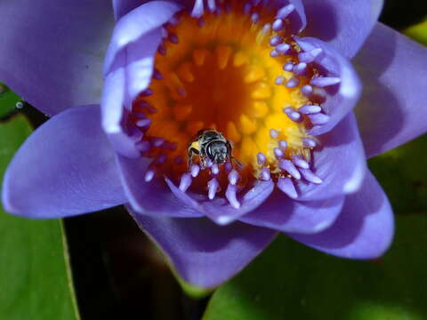 Image of Lasioglossum albescens (Smith 1853)