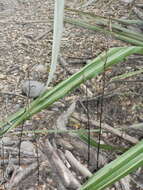 Image of Gastrodia minor Petrie