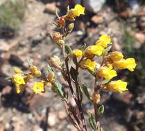 Imagem de Hermannia decipiens E. Mey.