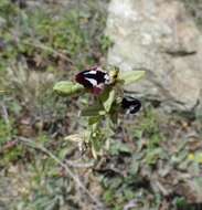 Слика од Ophrys reinholdii subsp. reinholdii