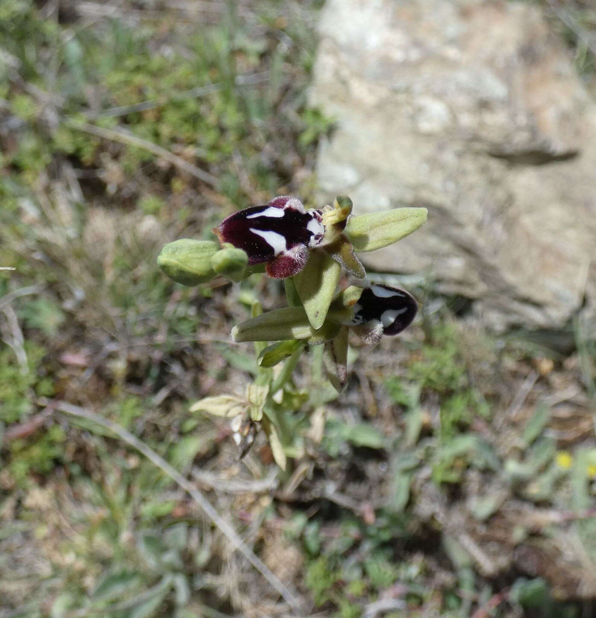 Image of Ophrys reinholdii subsp. reinholdii