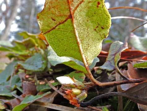 Image de Epigaea repens L.