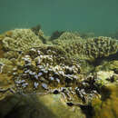 Image of Blue edged plate coral