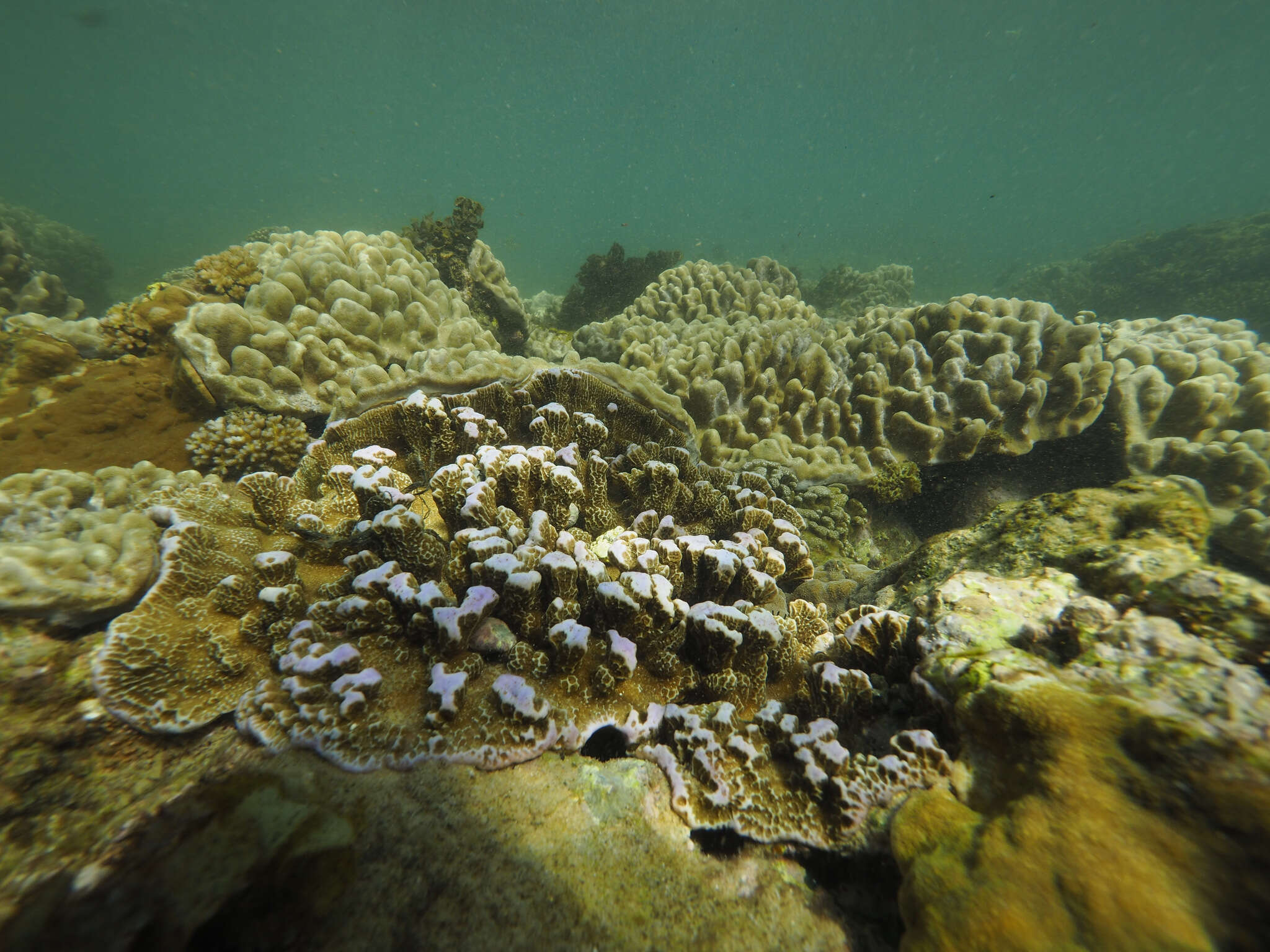 Image of Blue edged plate coral