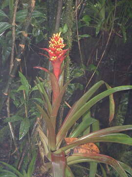 صورة Guzmania blassii Rauh