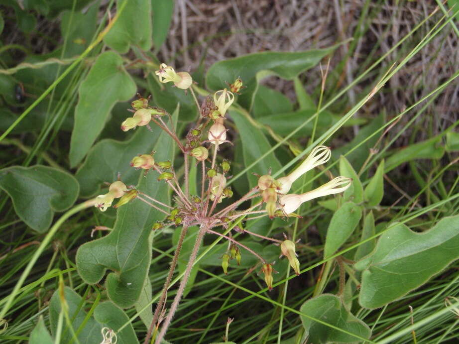 Image de Riocreuxia torulosa (E. Mey.) Decne.