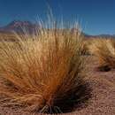 Plancia ëd Festuca chrysophylla Phil.