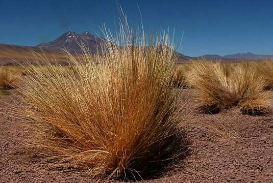 Image of Festuca chrysophylla Phil.