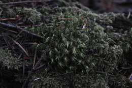 Image of Howell's dicranum moss