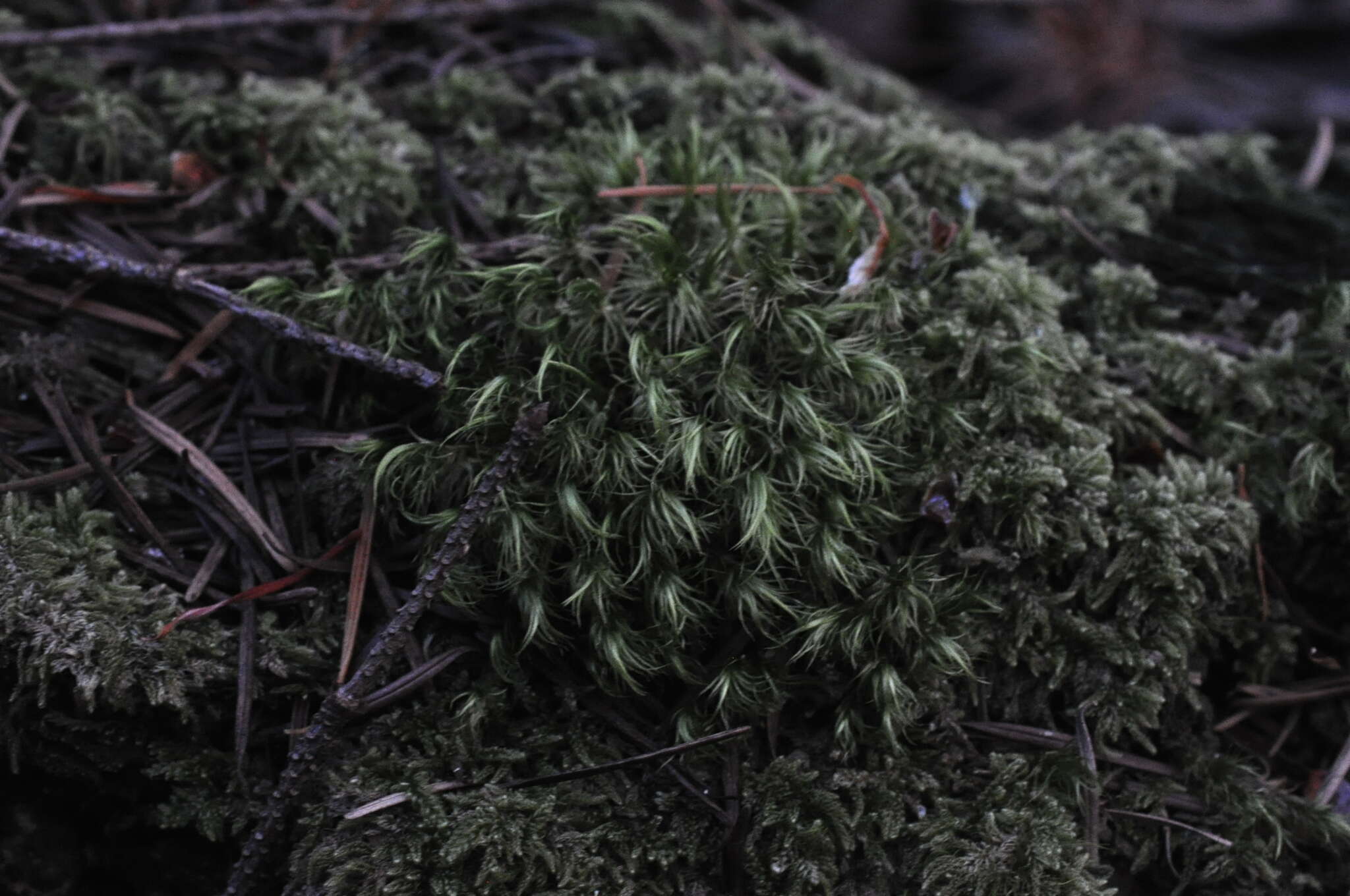 Image of Howell's dicranum moss