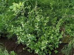 Epilobium luteum Pursh resmi