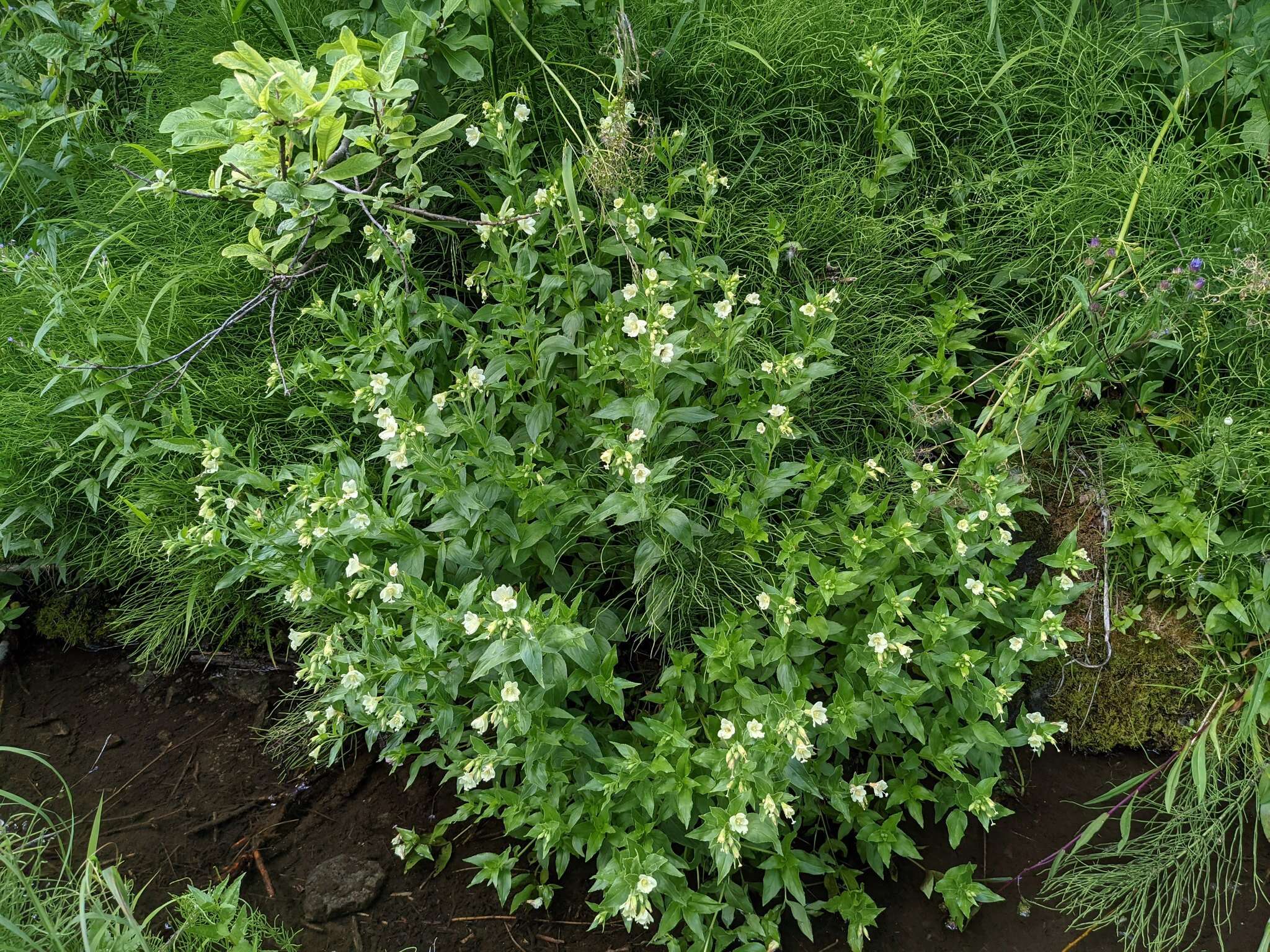 Epilobium luteum Pursh resmi