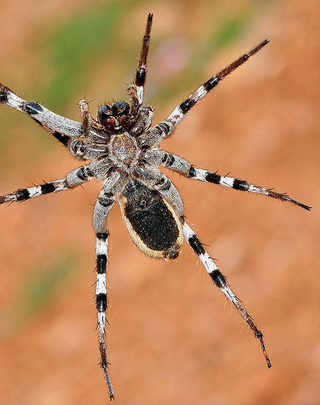 Imagem de Lycosa fasciiventris Dufour 1835