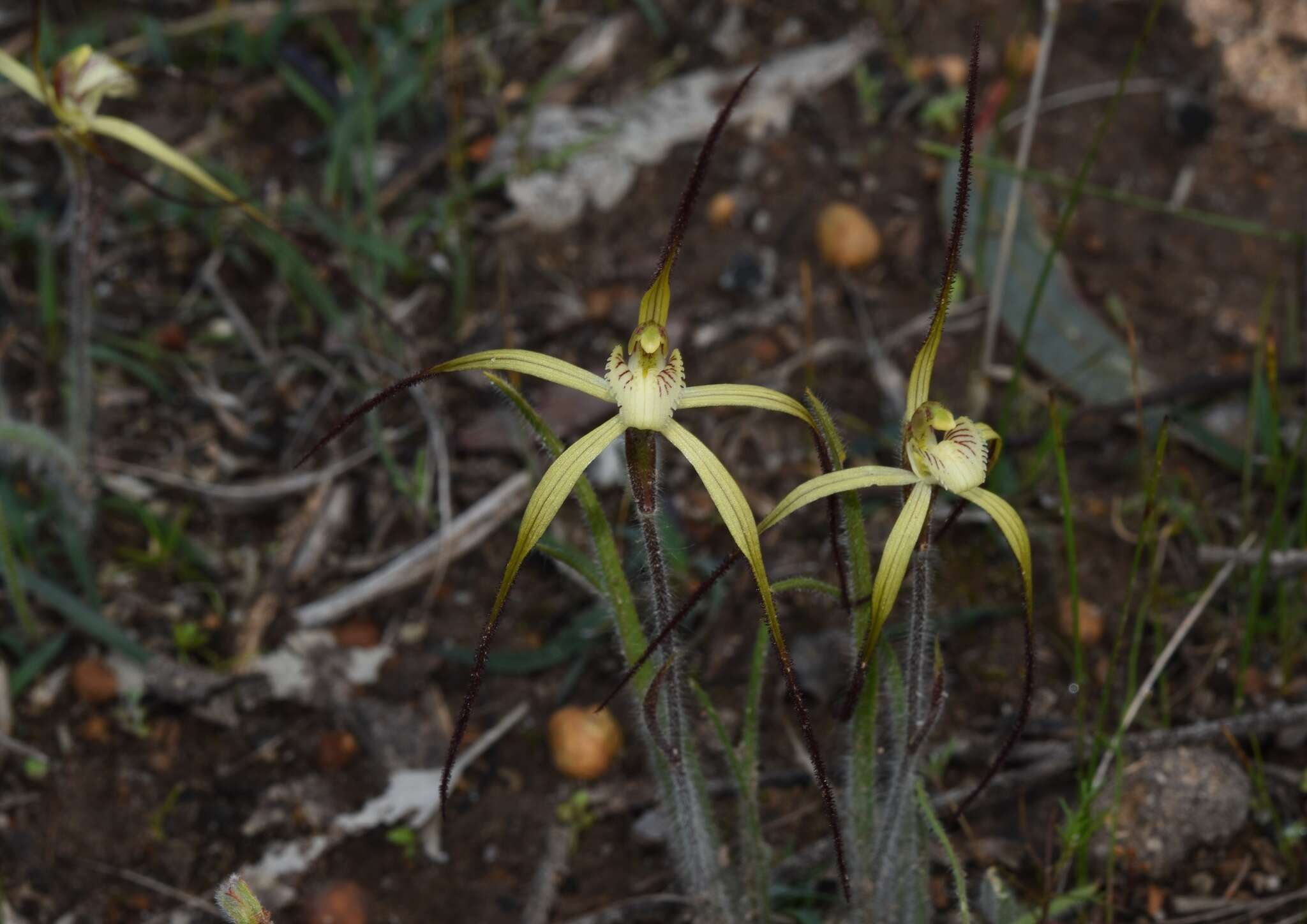 Image de Caladenia xantha Hopper & A. P. Br.