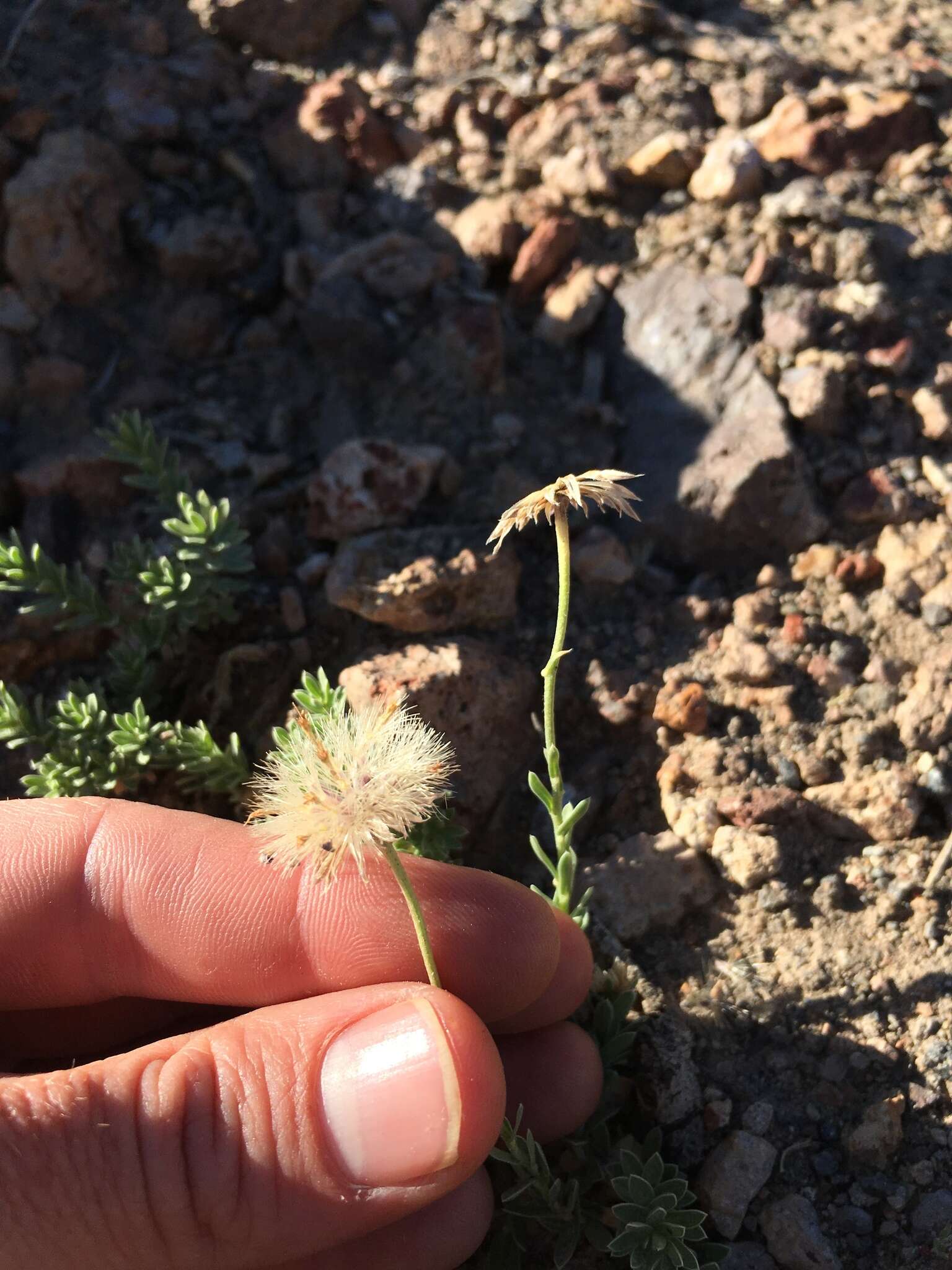 Image of Lava aster