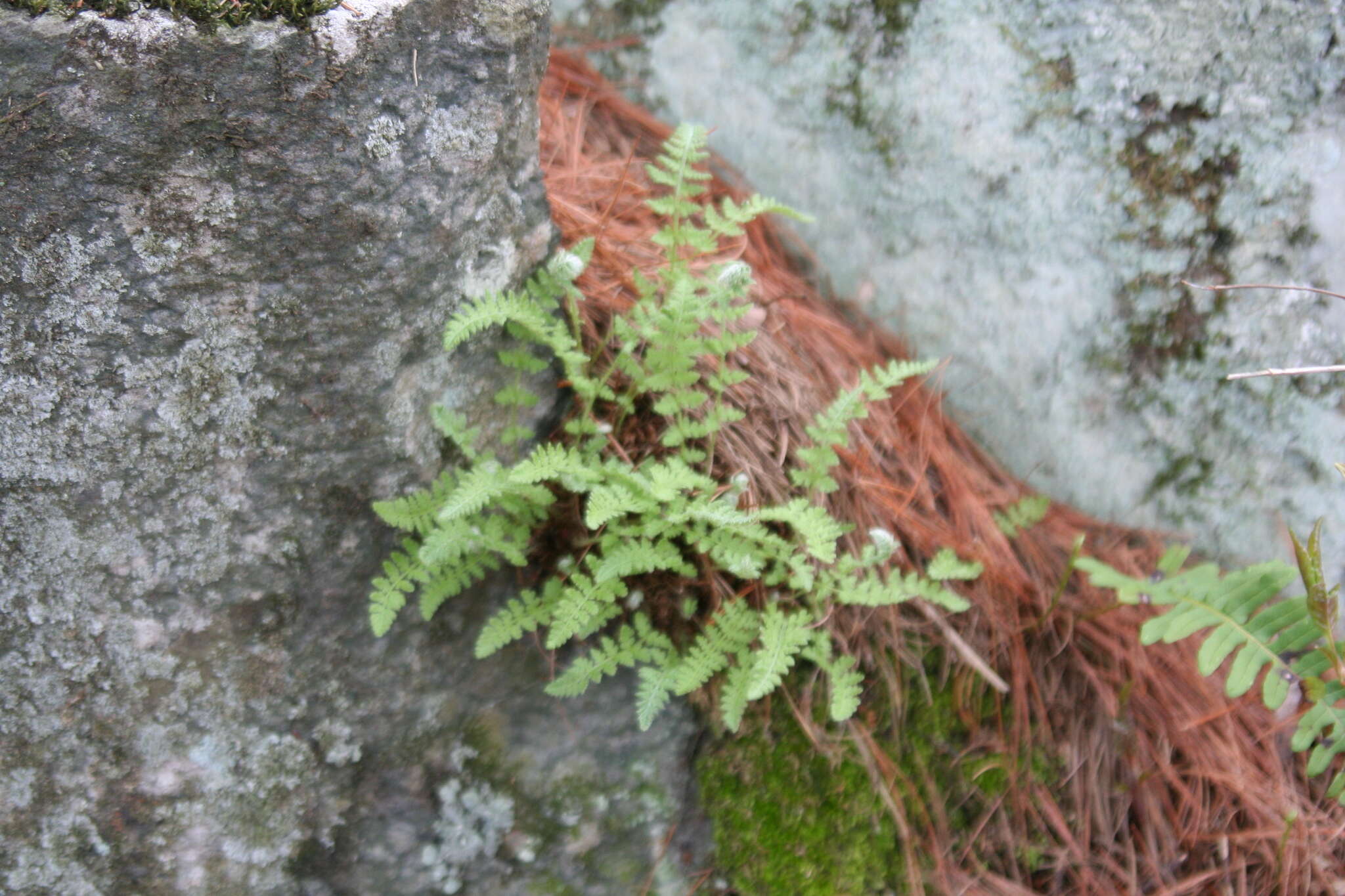 Image of rusty woodsia