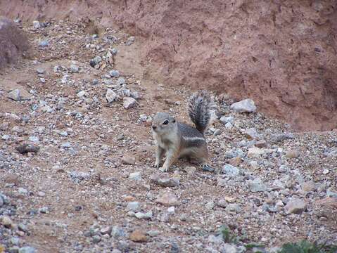 Image of Harris's Antelope Squirrel