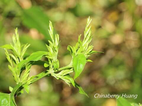 Plancia ëd Hypoestes purpurea (L.) R. Br.