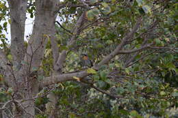 Image of Cape Robin