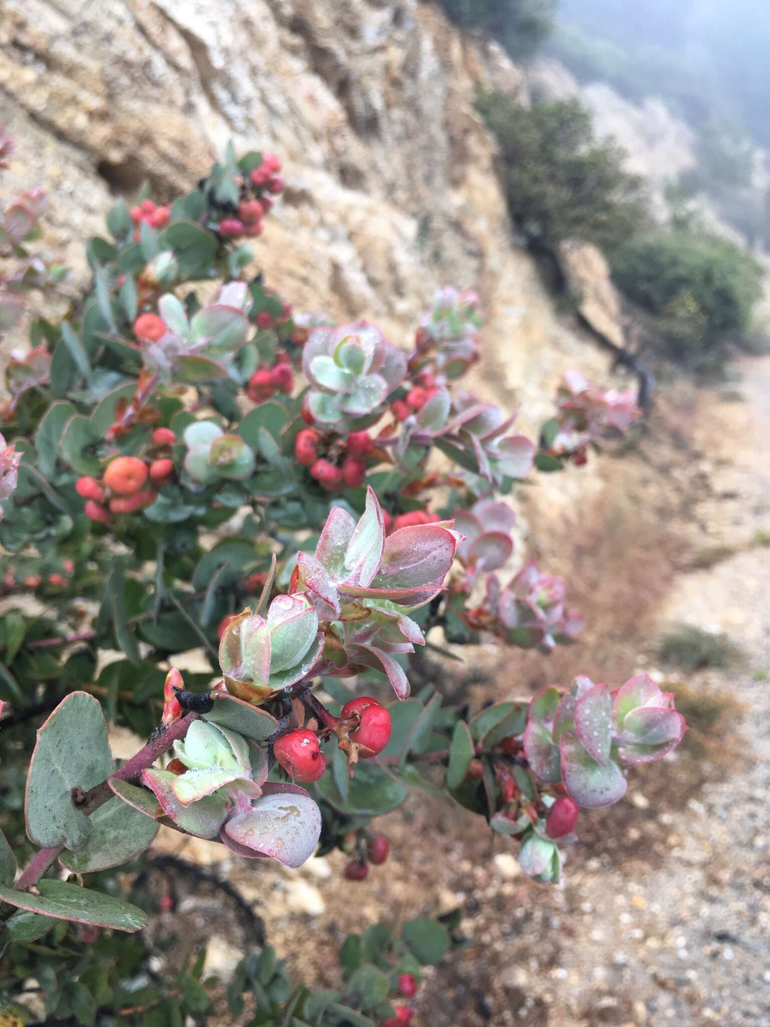 Слика од Arctostaphylos luciana P. V. Wells