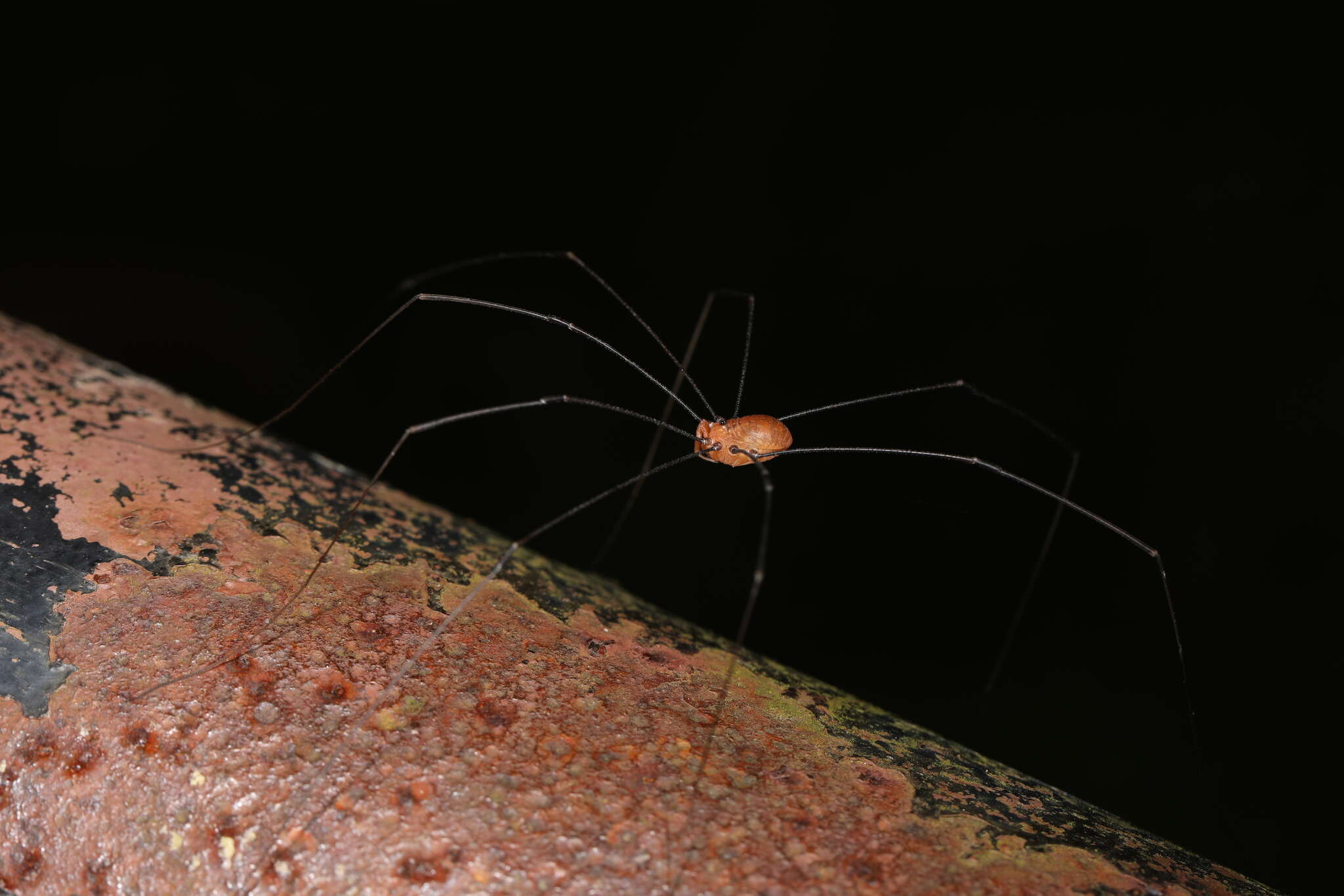 Image of Leiobunum uxorium (Crosby & Bishop 1924)