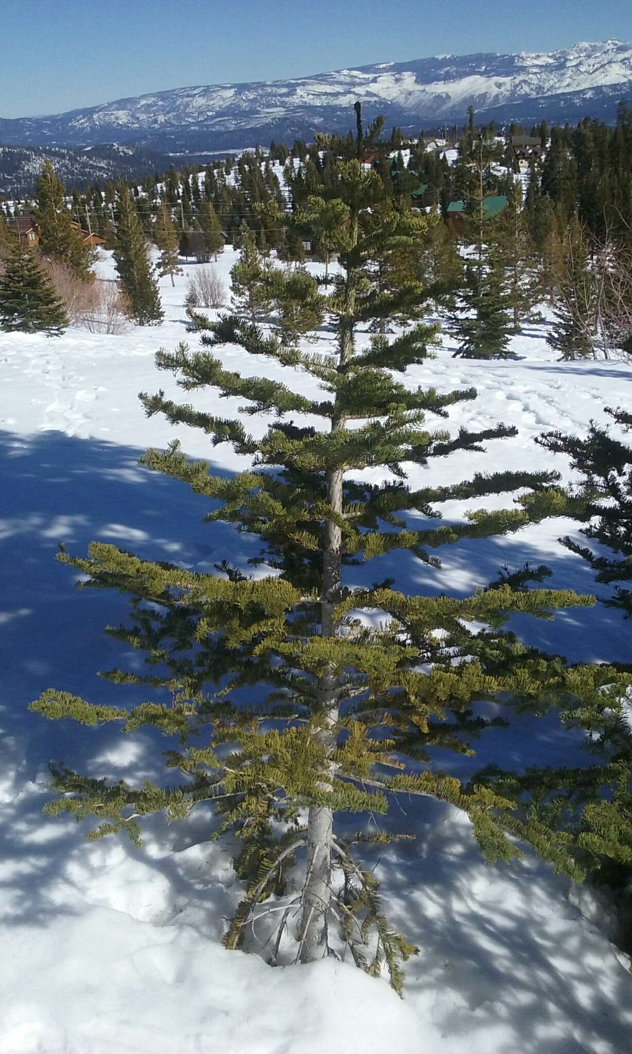 Image of California red fir