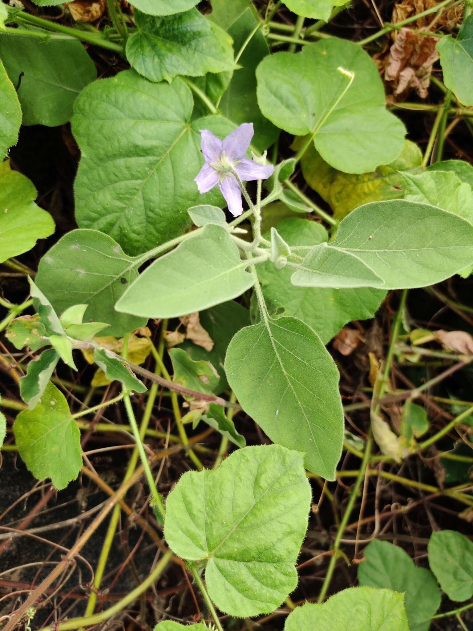 Image of Solanum pubescens Willd.