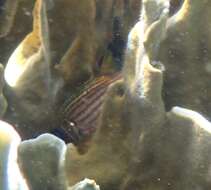 Image of Black-barred squirrel fish
