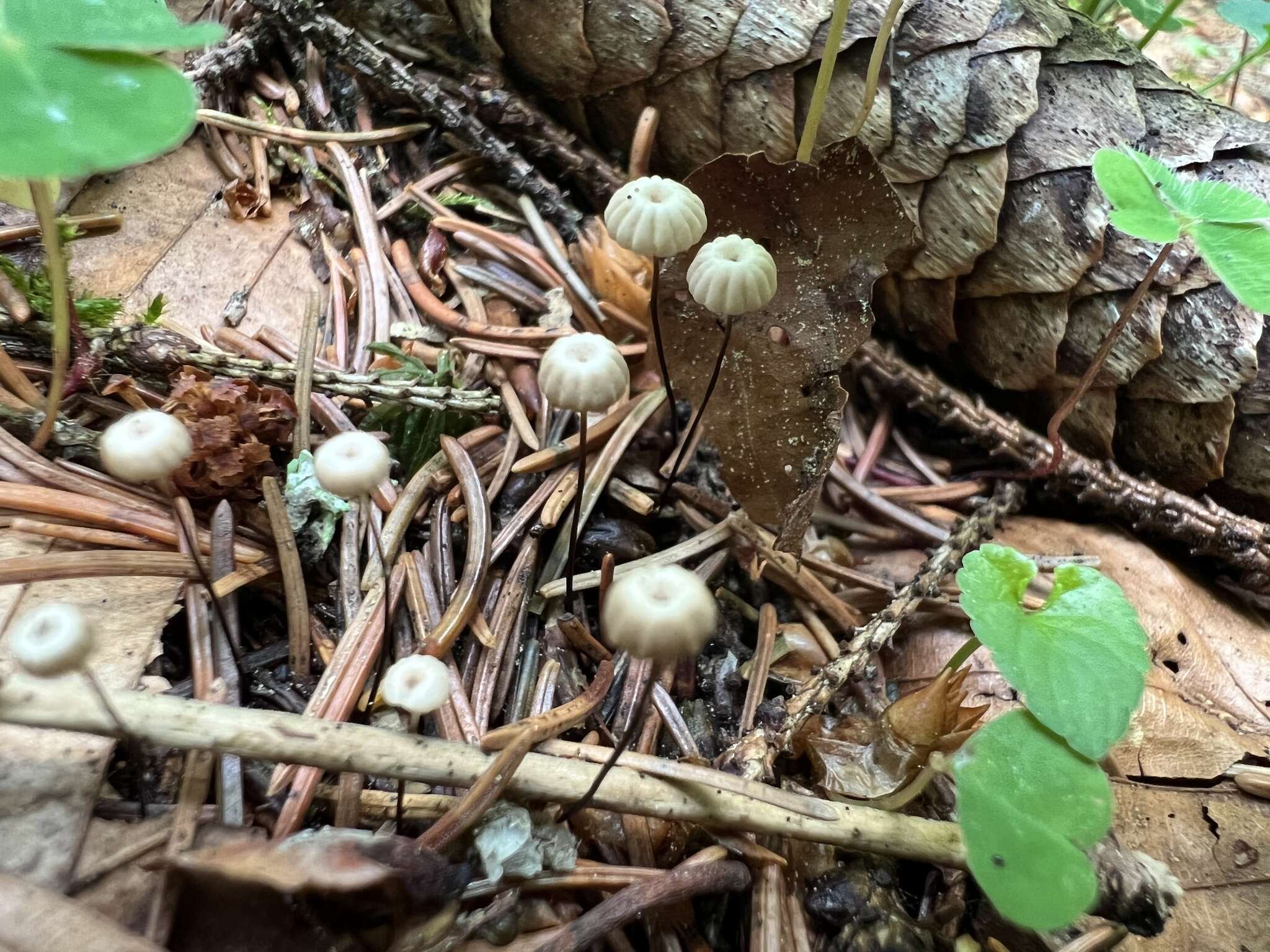 Imagem de Marasmius wettsteinii Sacc. & P. Syd. 1899