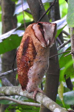 Image of Sri Lanka Bay Owl