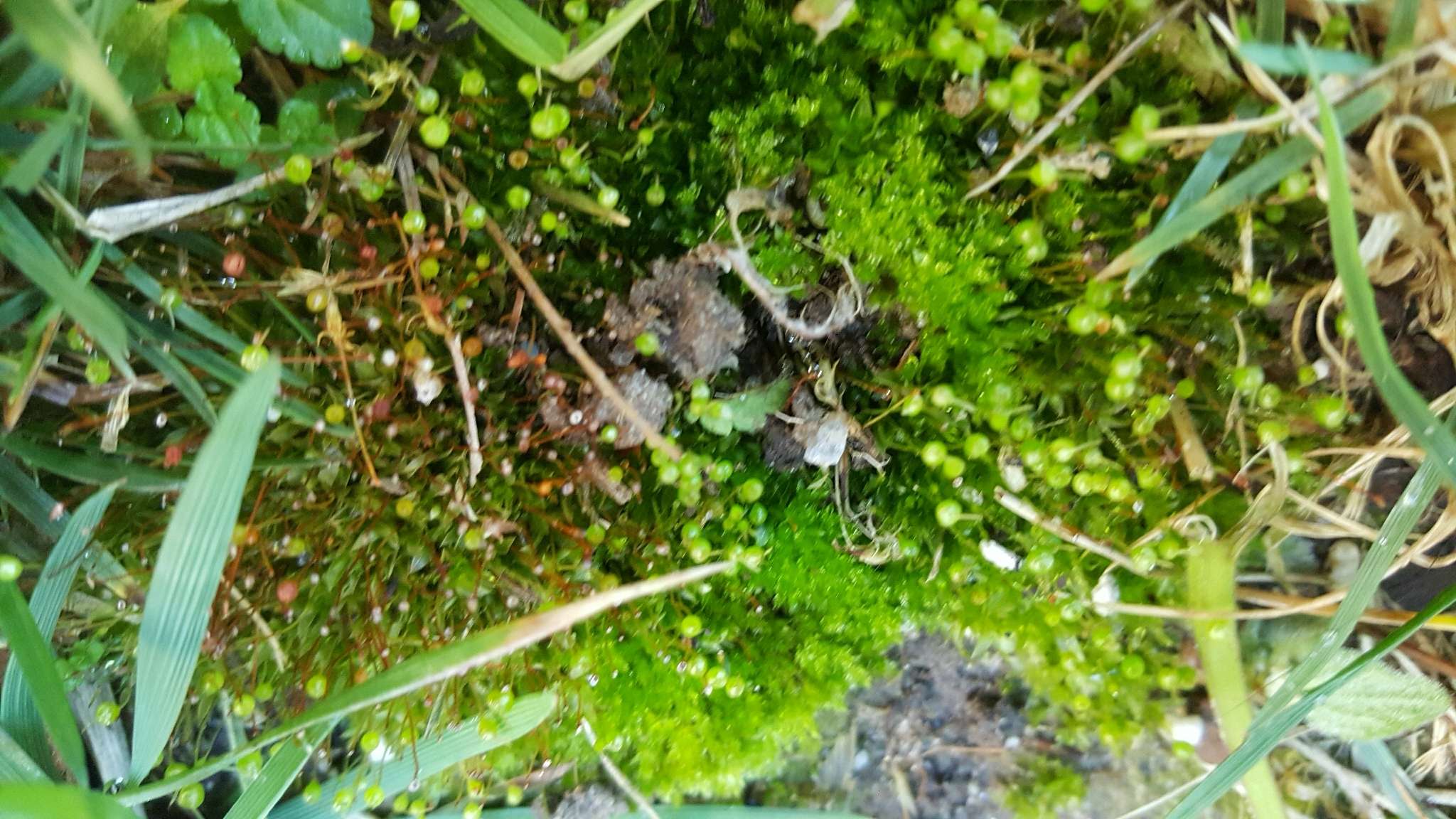 Image of physcomitrium moss