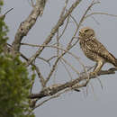 Image of Athene cunicularia troglodytes (Wetmore & Swales 1931)