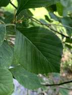 Sivun Crataegus calpodendron (Ehrh.) Medik. kuva