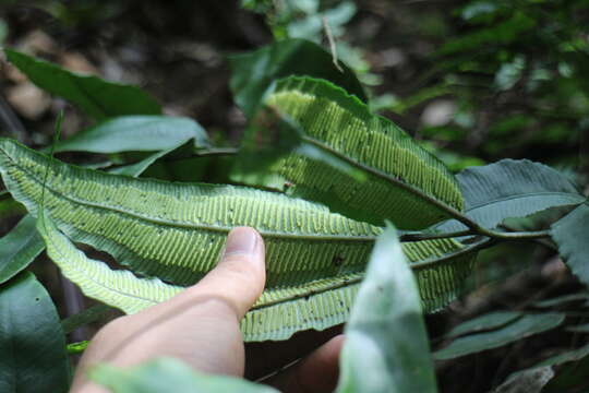 Image of Angiopteris somae (Hayata) Makino & Nemoto