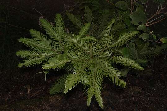 Image of Sticherus flabellatus var. flabellatus